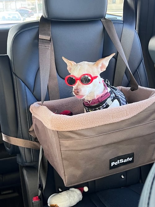 Chihuahua in a dog car seat wearing red sunglasses.